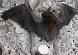 Attēlu rezultāti vaicājumam “Eptesicus serotinus”