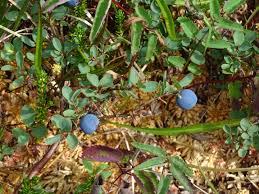 Attēlu rezultāti vaicājumam “Vaccinium uliginosum fruit”