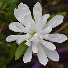 Attēlu rezultāti vaicājumam “Magnolia x loebneri flower”