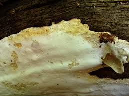 Attēlu rezultāti vaicājumam “Perenniporia medulla-panis”