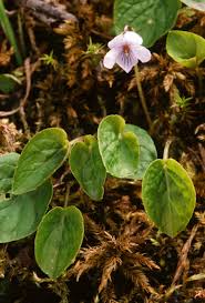 Attēlu rezultāti vaicājumam “Viola epipsila leaf”