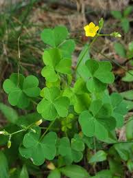 Attēlu rezultāti vaicājumam “Oxalidaceae”