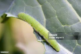 Attēlu rezultāti vaicājumam “Pieris rapae larva”