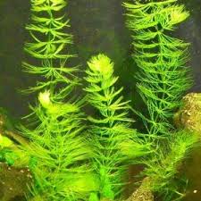 「金魚藻」的圖片搜尋結果