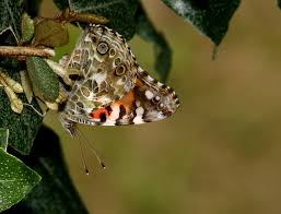 Attēlu rezultāti vaicājumam “Vanessa cardui underside”