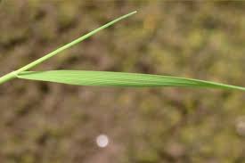 Attēlu rezultāti vaicājumam “Agrostis canina leaf”
