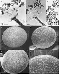Attēlu rezultāti vaicājumam “Physarum straminipes”