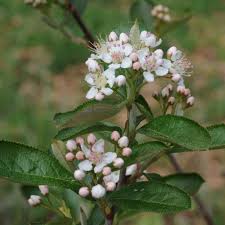 Attēlu rezultāti vaicājumam “Aronia melanocarpa flower”