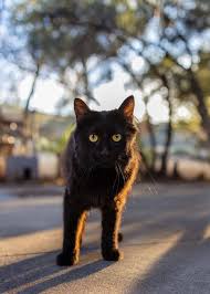 Image result for Black Cat Sac