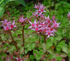 Attēlu rezultāti vaicājumam “Phedimus spurius”