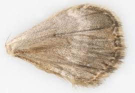 Attēlu rezultāti vaicājumam “Perizoma affinitata”