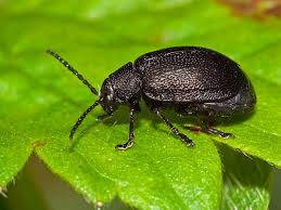 Attēlu rezultāti vaicājumam “Galeruca tanaceti”