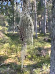 Attēlu rezultāti vaicājumam “Bryoria capillaris”