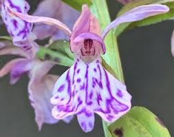Attēlu rezultāti vaicājumam “Dactylorhiza cruenta flower”