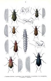 Attēlu rezultāti vaicājumam “Carabus clathratus”