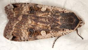 Attēlu rezultāti vaicājumam “Noctua pronuba”