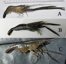 Attēlu rezultāti vaicājumam “Diderma crustaceum macro”