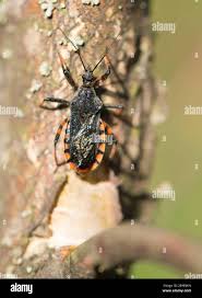 Attēlu rezultāti vaicājumam “Rhynocoris annulatus”