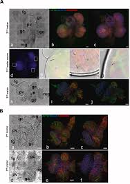 Attēlu rezultāti vaicājumam “Enteridium olivaceum macro”
