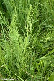 Attēlu rezultāti vaicājumam “Thesium ebracteatum”