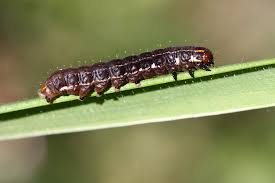 Attēlu rezultāti vaicājumam “Eupsilia transversa”