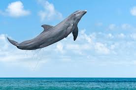 Image result for Durley Dolphin Diver