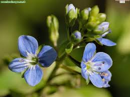 Attēlu rezultāti vaicājumam “Veronica beccabunga”