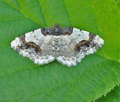 Attēlu rezultāti vaicājumam “Ligdia adustata”