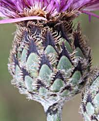 Attēlu rezultāti vaicājumam “Centaurea scabiosa flower”