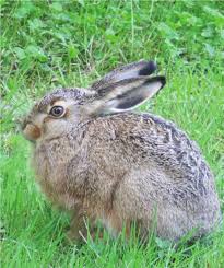 Attēlu rezultāti vaicājumam “Lepus sp.”