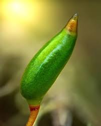 Attēlu rezultāti vaicājumam “Philonotis marchica sporophyte”