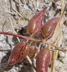 Attēlu rezultāti vaicājumam “Astragalus danicus fruit”