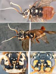 Attēlu rezultāti vaicājumam “Pamphiliidae”