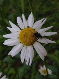 Attēlu rezultāti vaicājumam “Leucanthemum vulgare flower”
