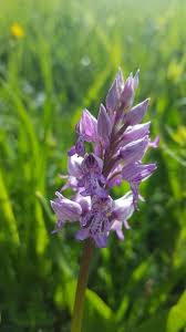 Attēlu rezultāti vaicājumam “Orchis militaris leaf”