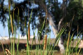 Attēlu rezultāti vaicājumam “Typhaceae”