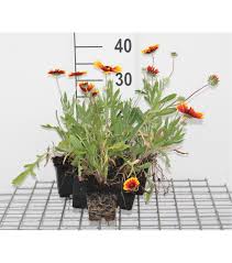 Image result for Gaillardia `Kobold`