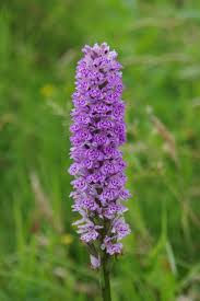 Attēlu rezultāti vaicājumam “Dactylorhiza”