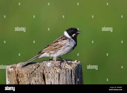 Attēlu rezultāti vaicājumam “Emberiza schoeniclus male”