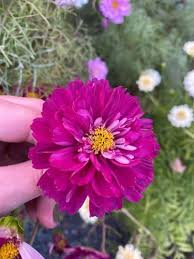 Image result for Cosmos bipinnatus `Double Click`