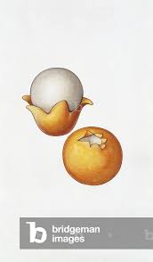 Attēlu rezultāti vaicājumam “Sphaerobolus stellatus”