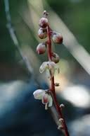Attēlu rezultāti vaicājumam “Pyrola minor fruit”