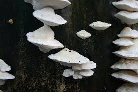 Attēlu rezultāti vaicājumam “Postia”