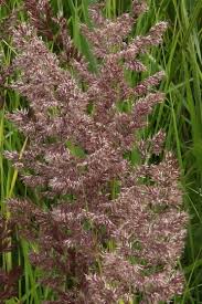 Attēlu rezultāti vaicājumam “Calamagrostis purpurea flower”
