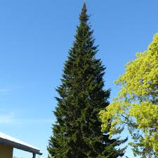 Attēlu rezultāti vaicājumam “Abies sibirica”