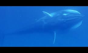 Image result for Balaenoptera omurai