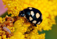 Attēlu rezultāti vaicājumam “Coccinula quatuordecimpustulata”