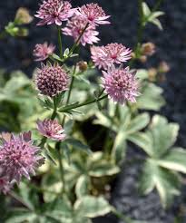 Attēlu rezultāti vaicājumam “Astrantia major fruit”