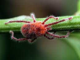 Attēlu rezultāti vaicājumam “Acari”