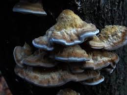 Attēlu rezultāti vaicājumam “Bjerkandera fumosa”